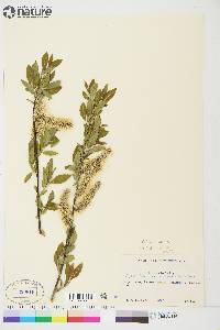 Salix planifolia image