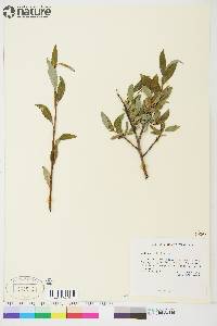 Salix planifolia image