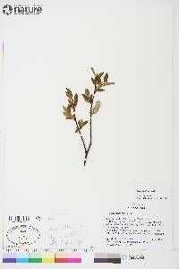 Salix planifolia image