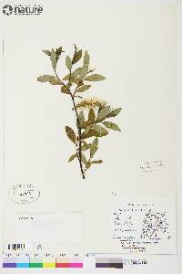 Salix planifolia image