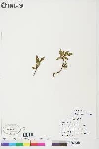 Salix planifolia image