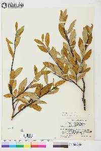 Salix planifolia image