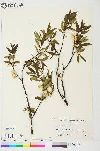 Salix planifolia image