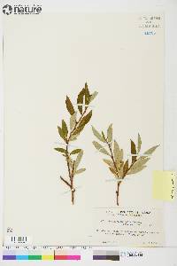 Salix planifolia image