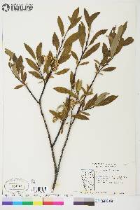 Salix planifolia image