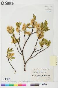 Salix planifolia image