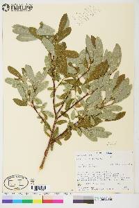 Salix planifolia image