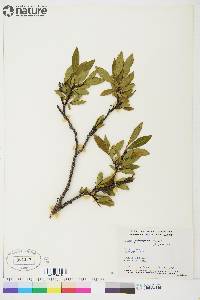 Salix planifolia image