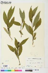 Salix planifolia image