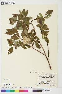 Salix planifolia image