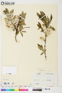 Salix planifolia image