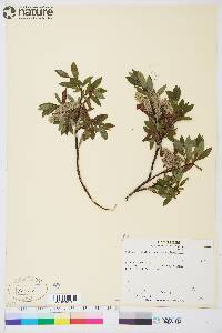 Salix planifolia subsp. planifolia image