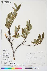 Salix planifolia subsp. planifolia image