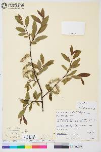 Salix planifolia image