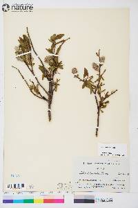 Salix planifolia image