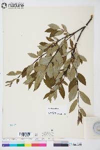 Salix planifolia image