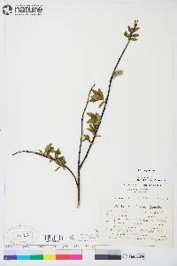 Salix planifolia image