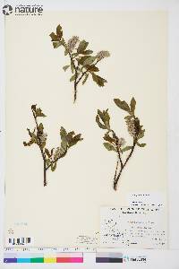 Salix planifolia image