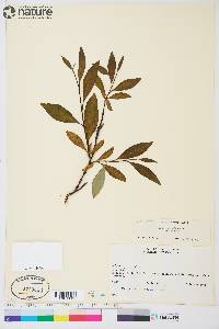 Salix planifolia image