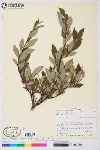 Salix planifolia subsp. planifolia image