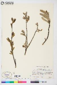 Salix planifolia image