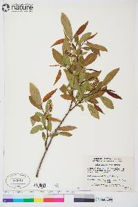 Salix mackenzieana image