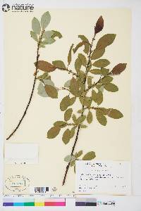 Salix pseudomonticola image