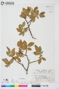 Salix pseudomonticola image