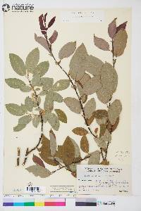 Salix pseudomonticola image