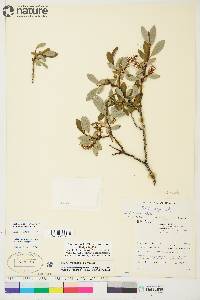 Salix raupii image