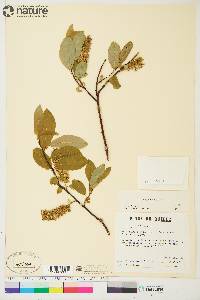 Salix pyrifolia image