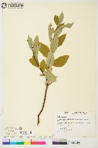 Salix pyrifolia image