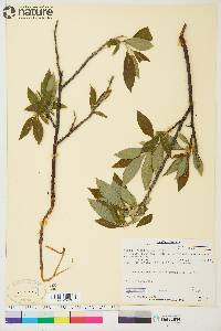 Salix planifolia image