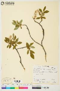 Salix planifolia image