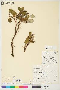 Salix reticulata image