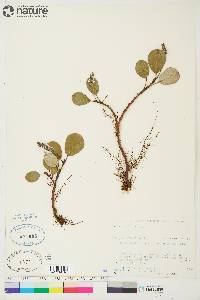 Salix reticulata image