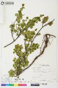 Betula glandulosa image