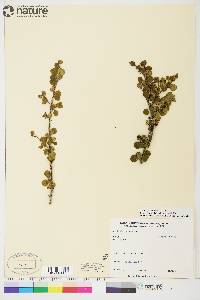 Betula glandulosa image