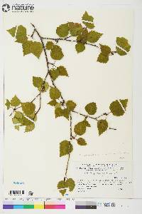 Betula papyrifera image