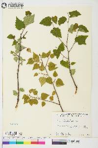 Betula papyrifera image