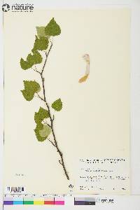 Betula papyrifera image