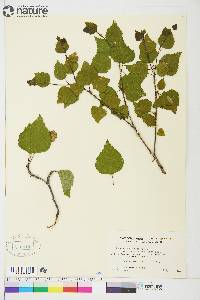 Betula papyrifera image