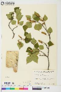 Betula papyrifera image