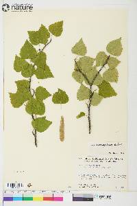 Betula resinifera image