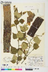 Betula resinifera image