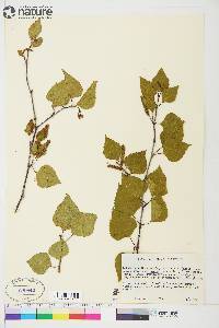 Betula papyrifera var. humilis image