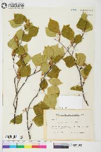 Betula papyrifera image