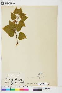 Betula resinifera image