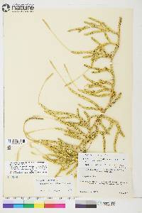 Lycopodium lagopus image