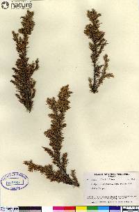 Juniperus communis var. montana image